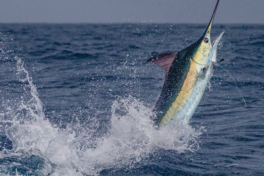 Marlin Fishing Adventure